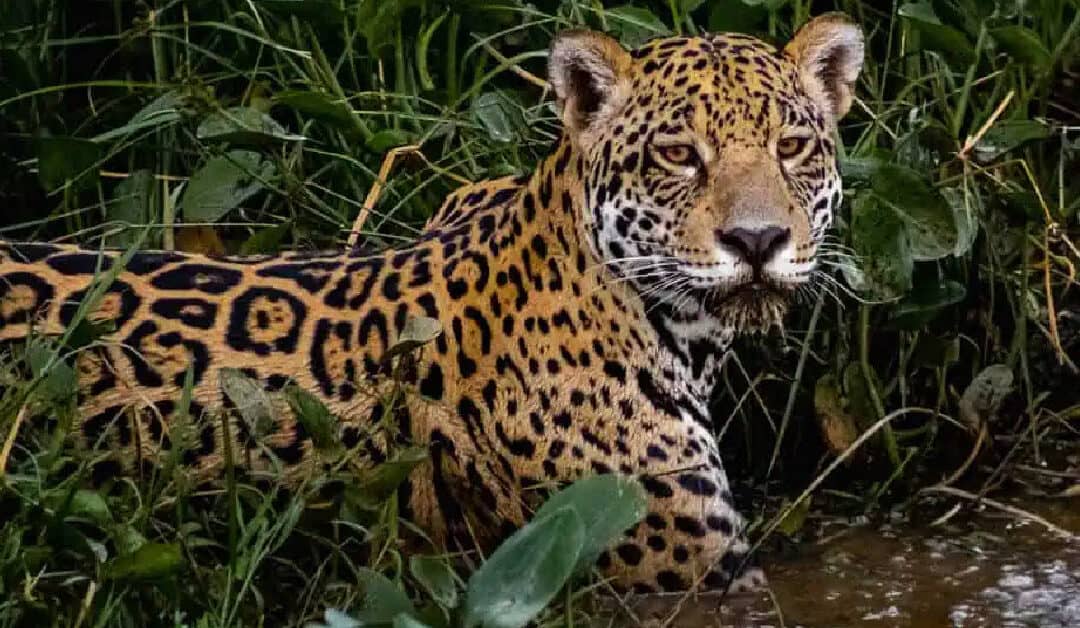 November 29, 2021 – International Jaguar Day