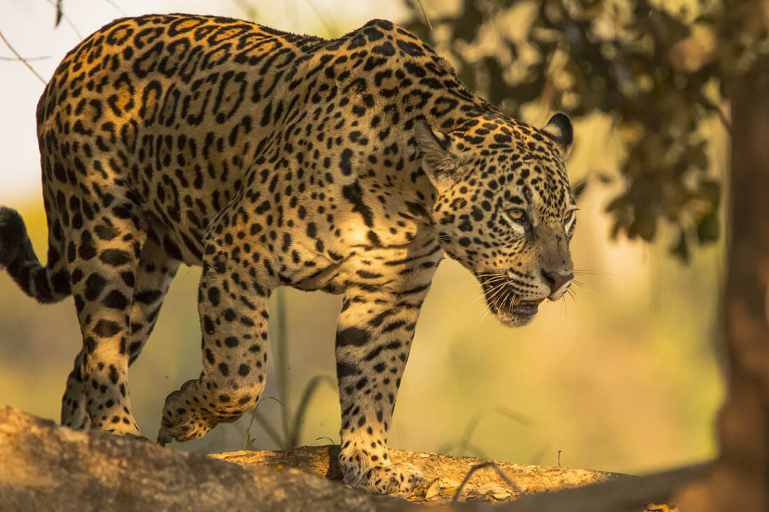 wild female jaguar