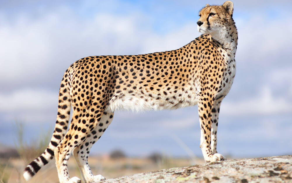 Cheetah - list of big cats