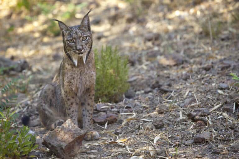 Iberian lynx reintroduction