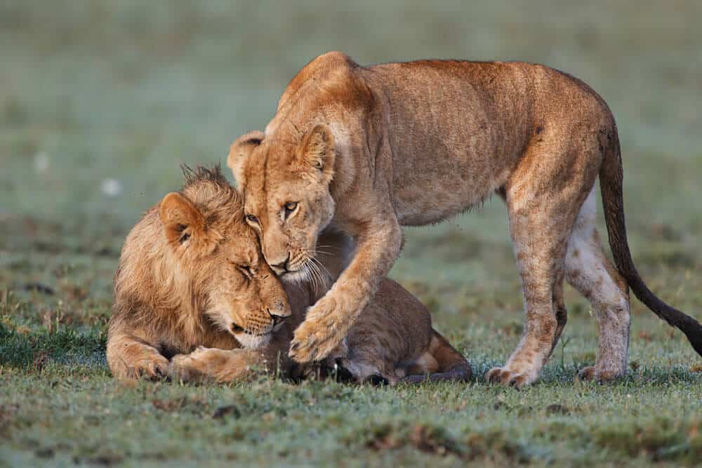 All type store of big cats