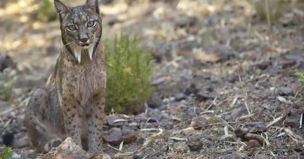 Spain Iberian lynx protection program