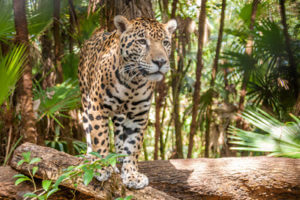 jaguar - wild cat