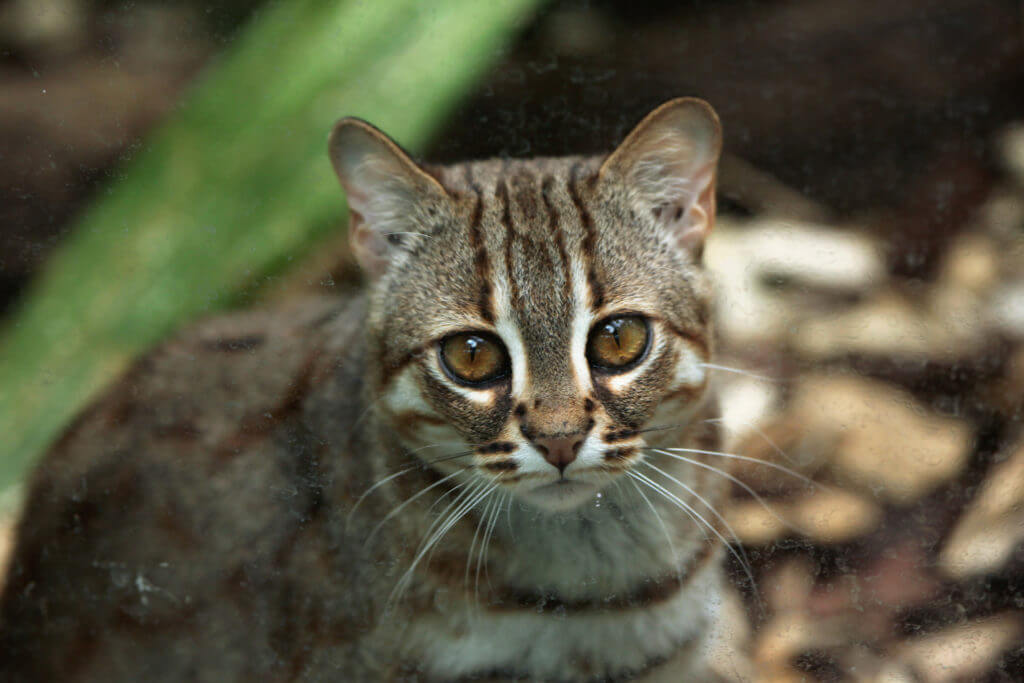 Rusty-spotted cat - Prionailurus rubiginosus