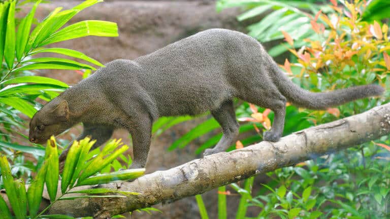 Jaguarundi | species data, conservation, photos - BigCatsWildCats
