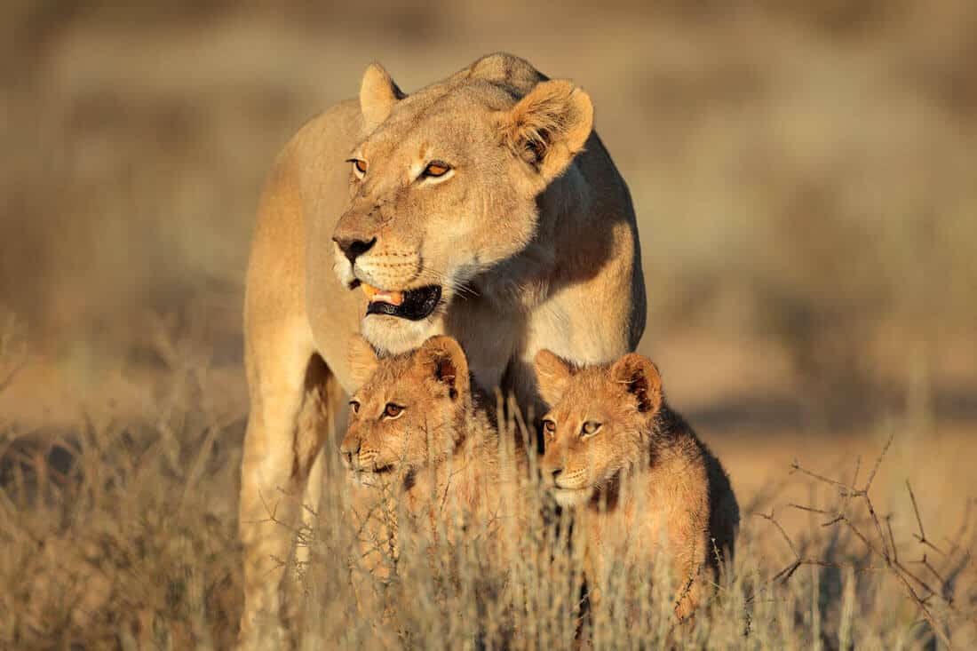  lioness with her two cubs