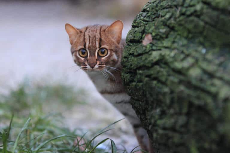 What Do Rusty Spotted Cats Eat at Judy Emmerich blog