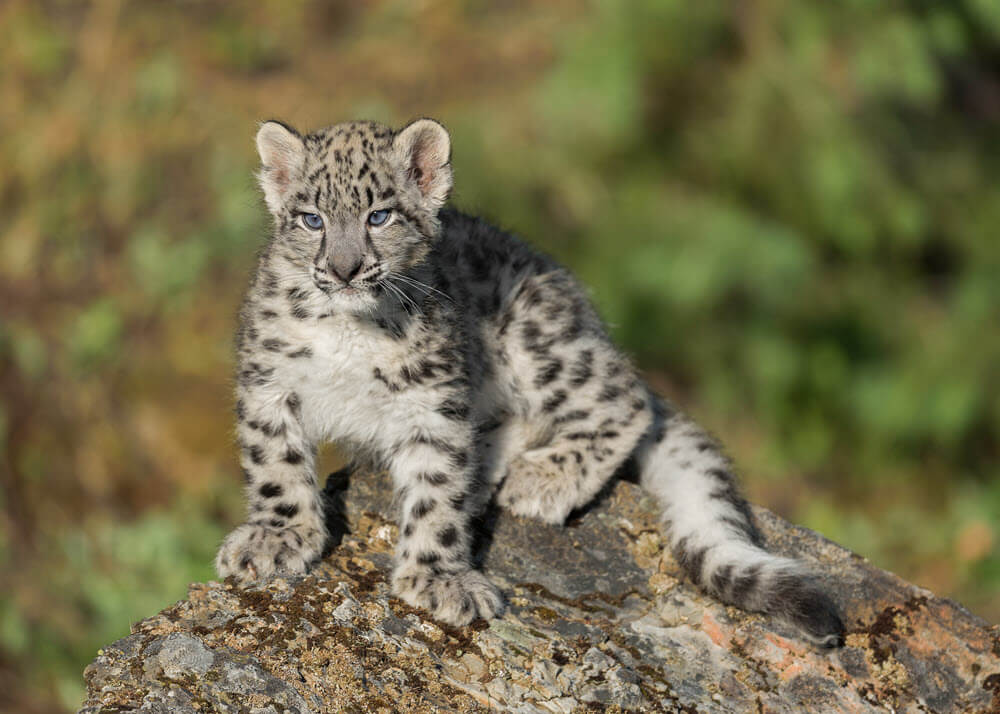 a snow leopard cub