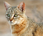 African wild cat - small wild cat list