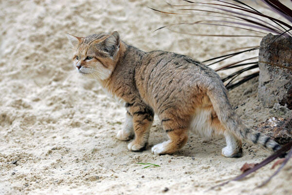 the sand cat inhabits Africa and Asia