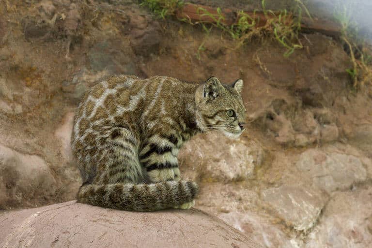 Andean mountain cat | species data, facts, conservation - BigCatsWildCats