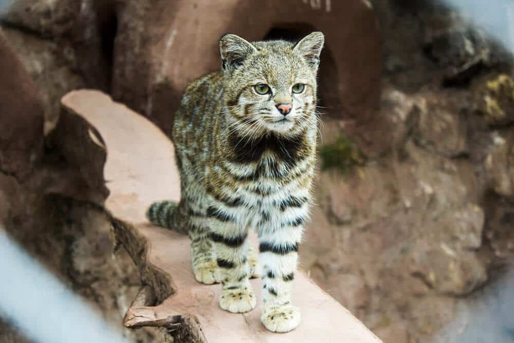 Endangered andean mountain cat