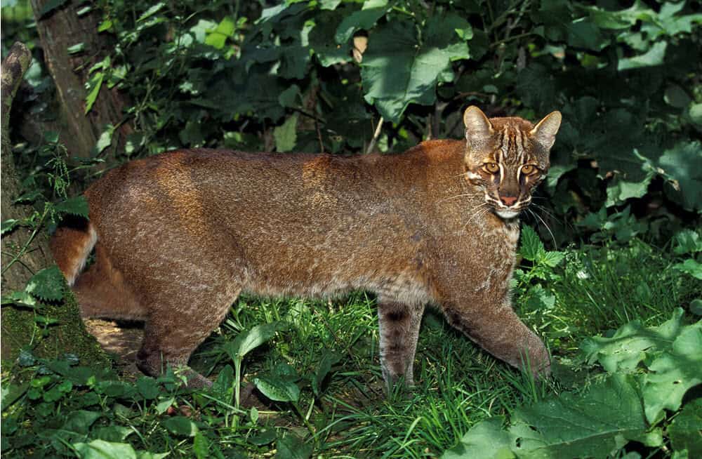 Asian golden cat a small wild cat