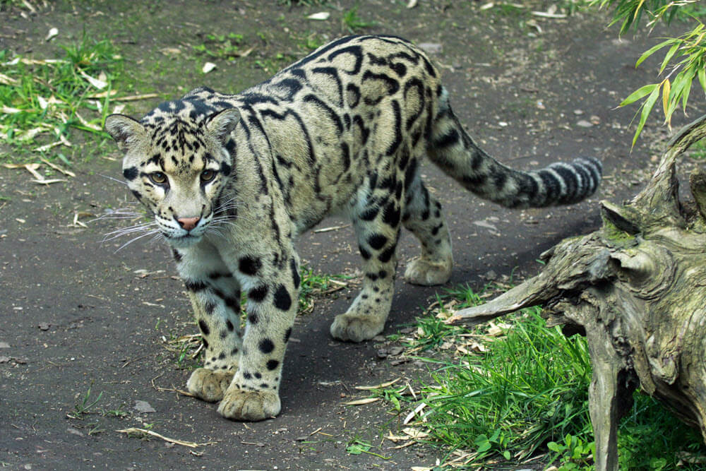Clouded leopard - List of Big Cats