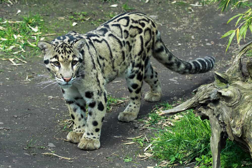 Clouded Leopard - big cat