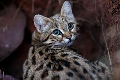 black-footed cat - list of small wild cats