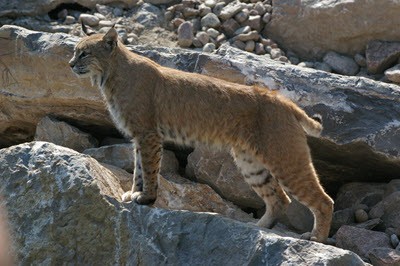 the Canada lynx