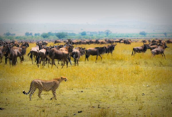 A cheetah hunting