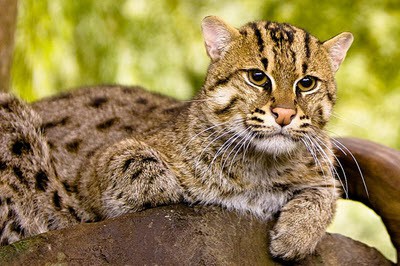 fishing cat in a tree