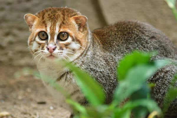 The endangered flat headed cat