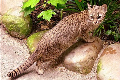 Geoffroy's cat on a rock