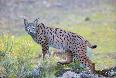 Iberian lynx - wild cat