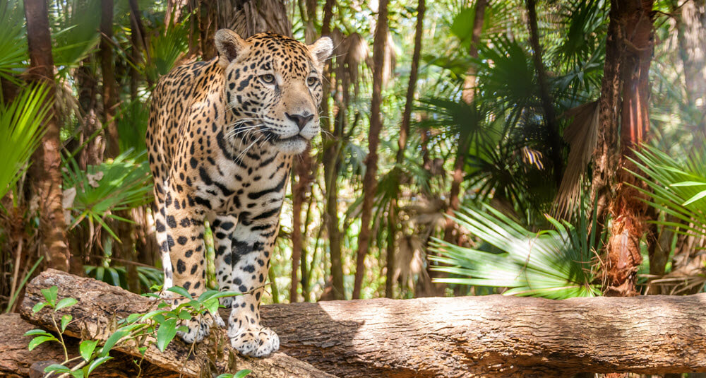 jaguar - list of big cats