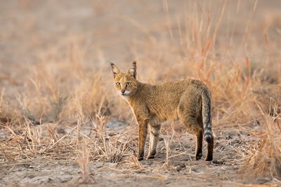 Jungle cat walking