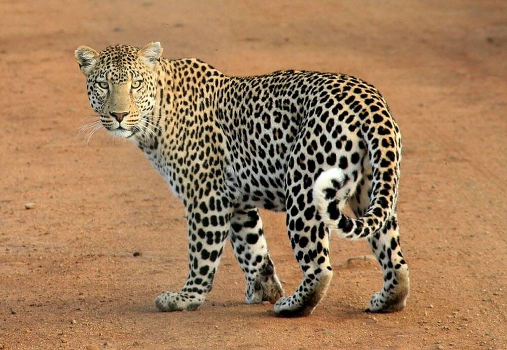 leopard - list of big cats