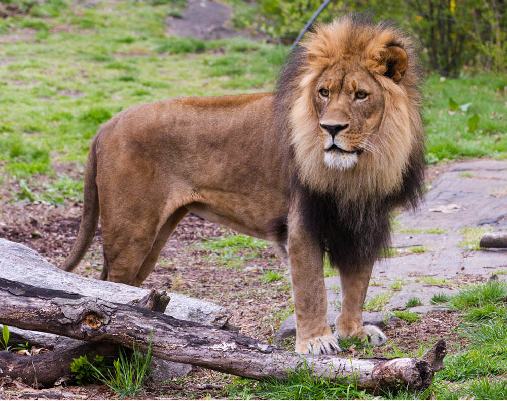 lion - list of big cats