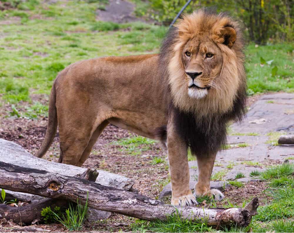 The lion - panthera leo