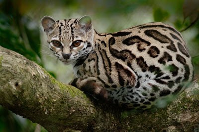 margay -wild cats