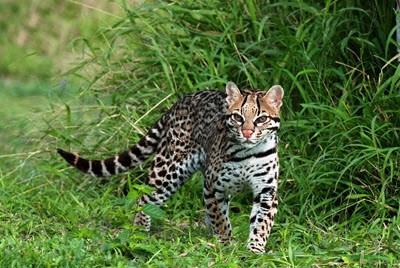 Ocelot - wild cat