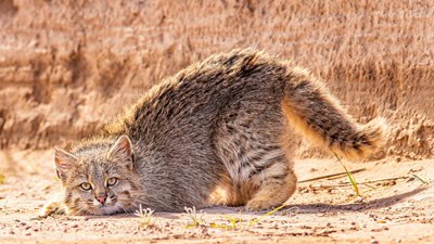 Pampas cat crouching