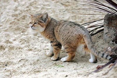 Sand cat walking