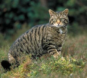 Small wild cats list Earth s smallest wild cats BigCatsWildCats