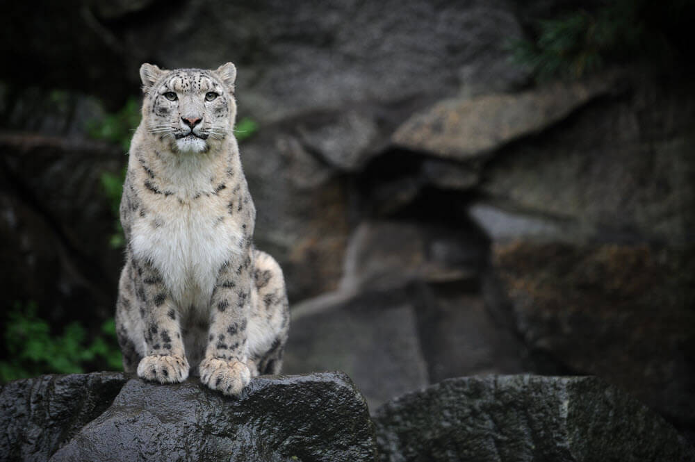 snow leopard - list of big cats