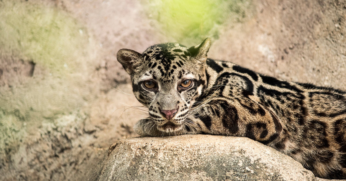 Sunda Clouded Leopard | Species Info, Conservation - BigCatsWildCats