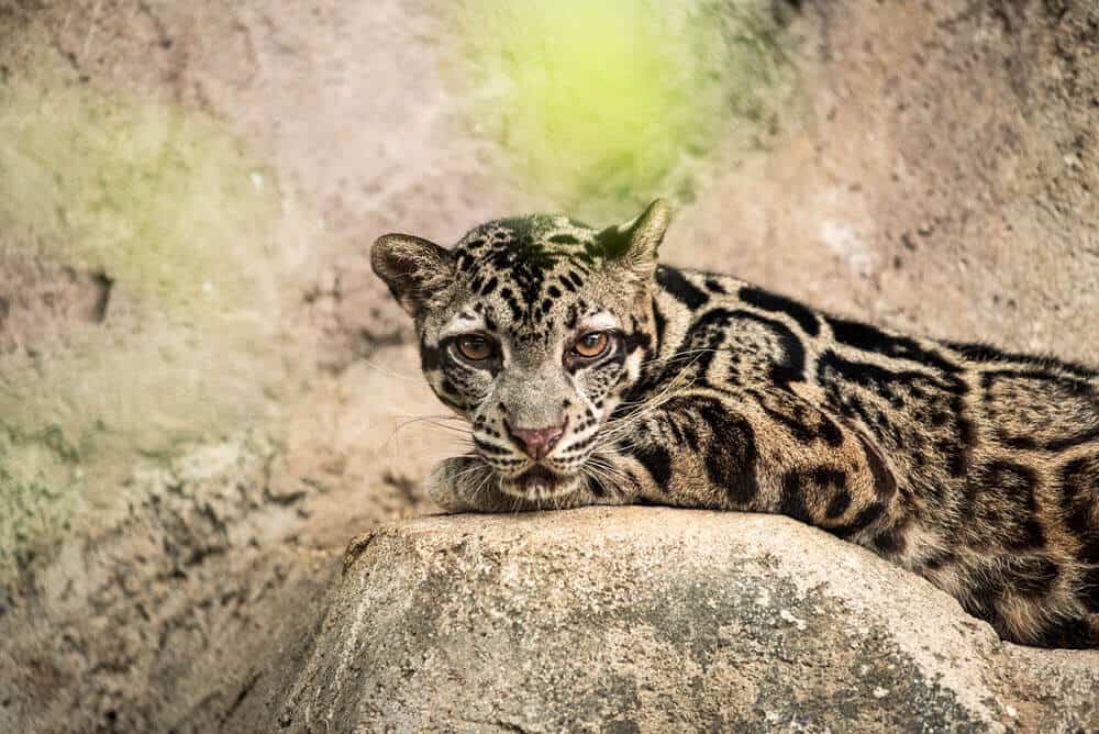 sunda clouded leopard - list of big cats