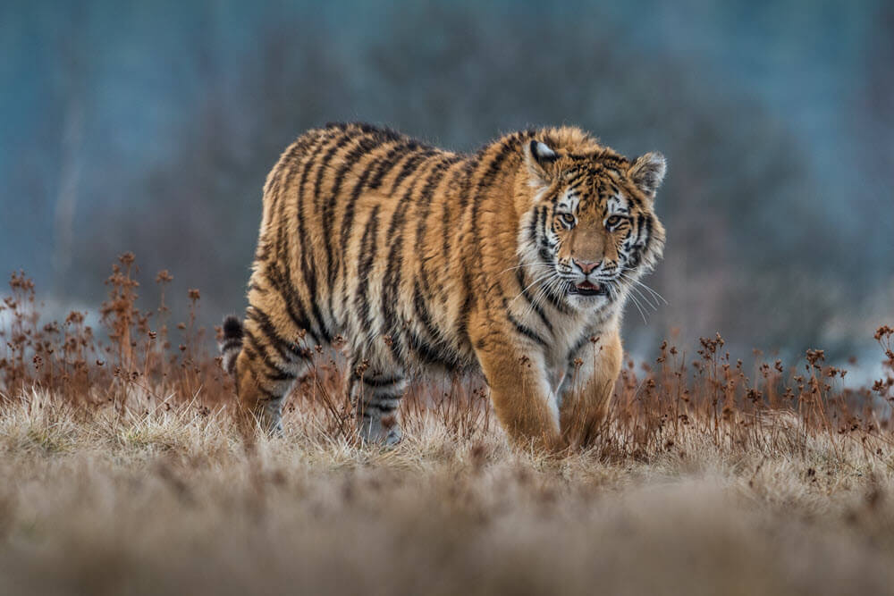 tiger- list of big cats