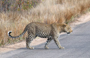 wild cat - leopard