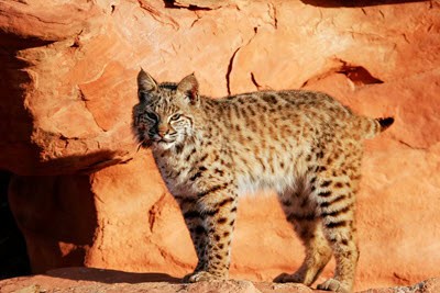 Wild cat list - bobcat