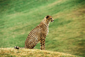 wild cat list - cheetah