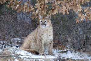 cougar - wild cat