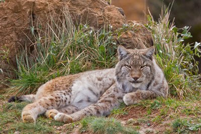 Wild cat Eurasian lynx