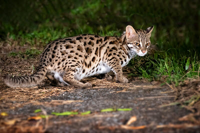 Wild Cat List Leopard Cat 
