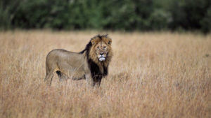 lion - wild cat