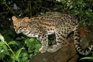 Wild Cats List - Types of wild cat species worldwide - BigCatsWildCats