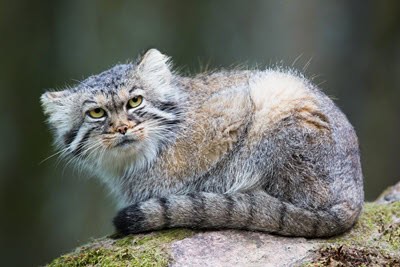 the Pallas's wild cat