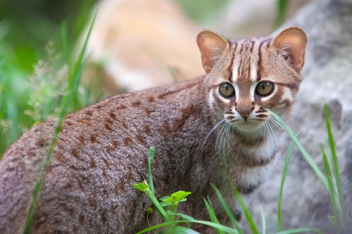 Wild Cats List - Types of wild cat species worldwide - BigCatsWildCats